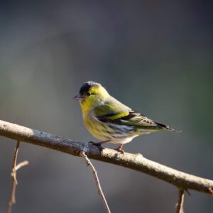 Inventaires ornithologiques en forêt
