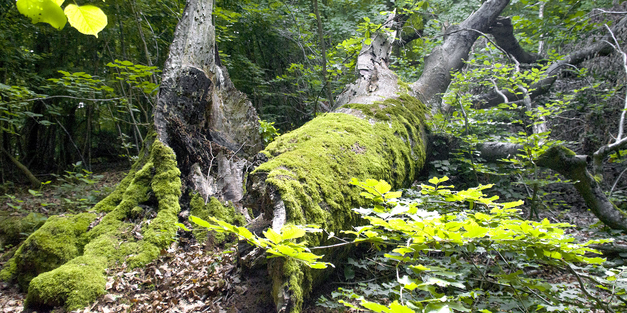 Sortie : L’arbre mort en forêt