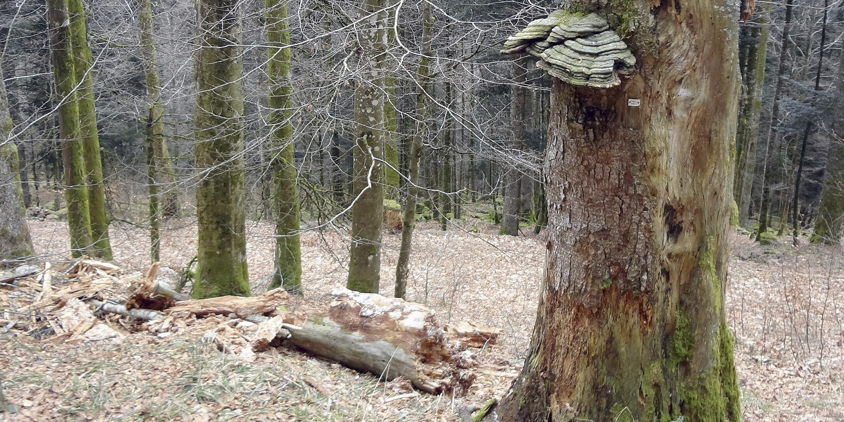 L&rsquo;arbre mort, source de vie