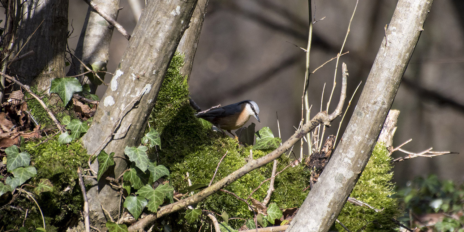 Des forêts sous cloche ? Vraiment ?