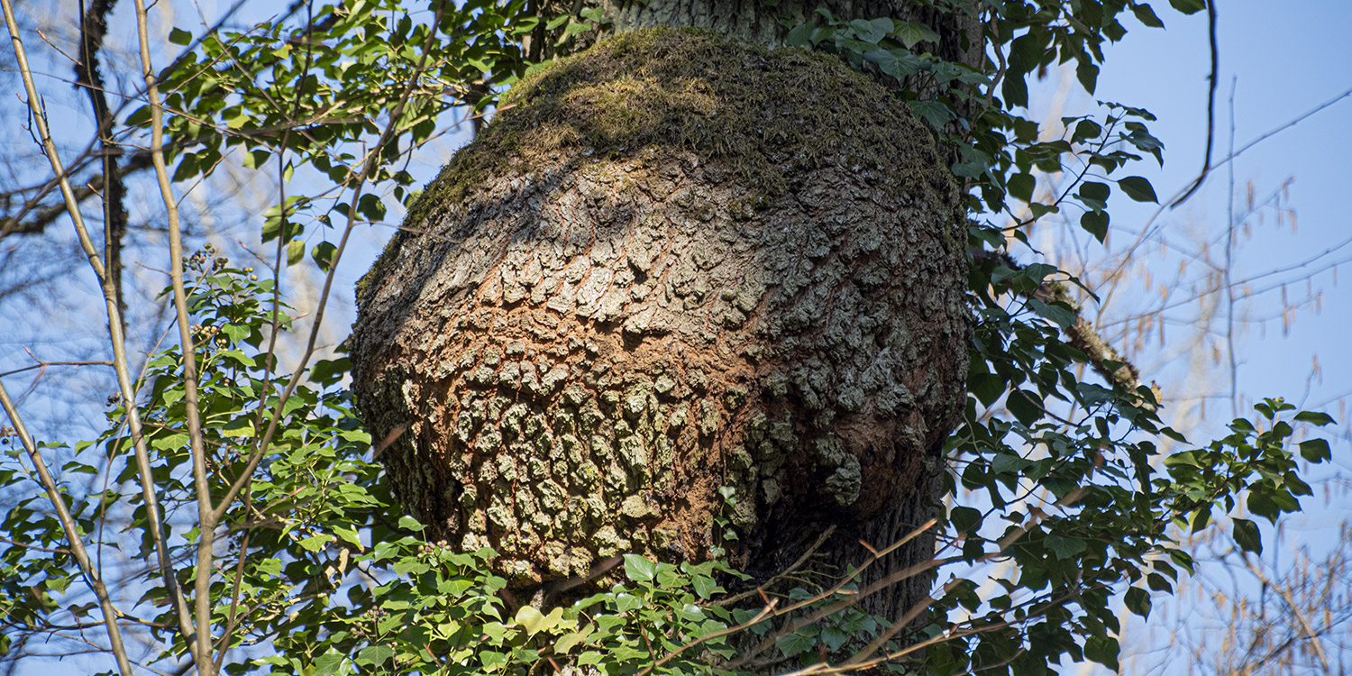 Les dendromicrohabitats : épisode 03