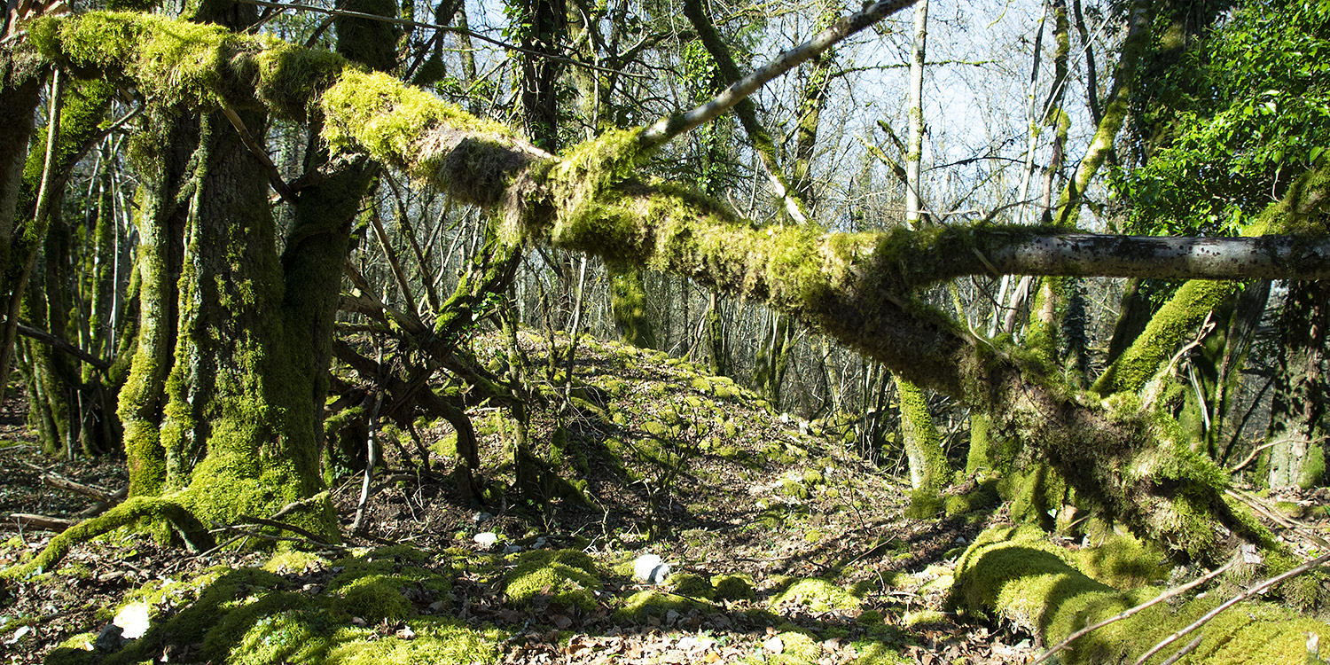 Les forêts en libre évolution sont-elles davantage vulnérables aux incendies ?