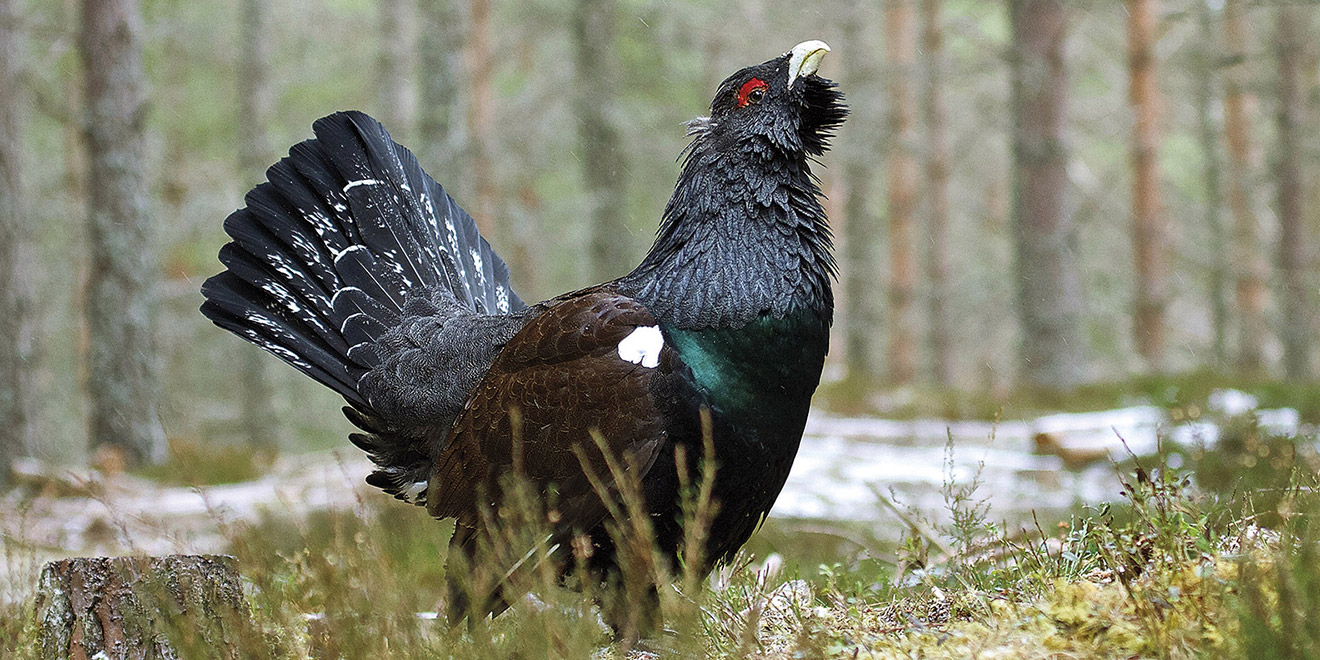 Le Grand Tétras