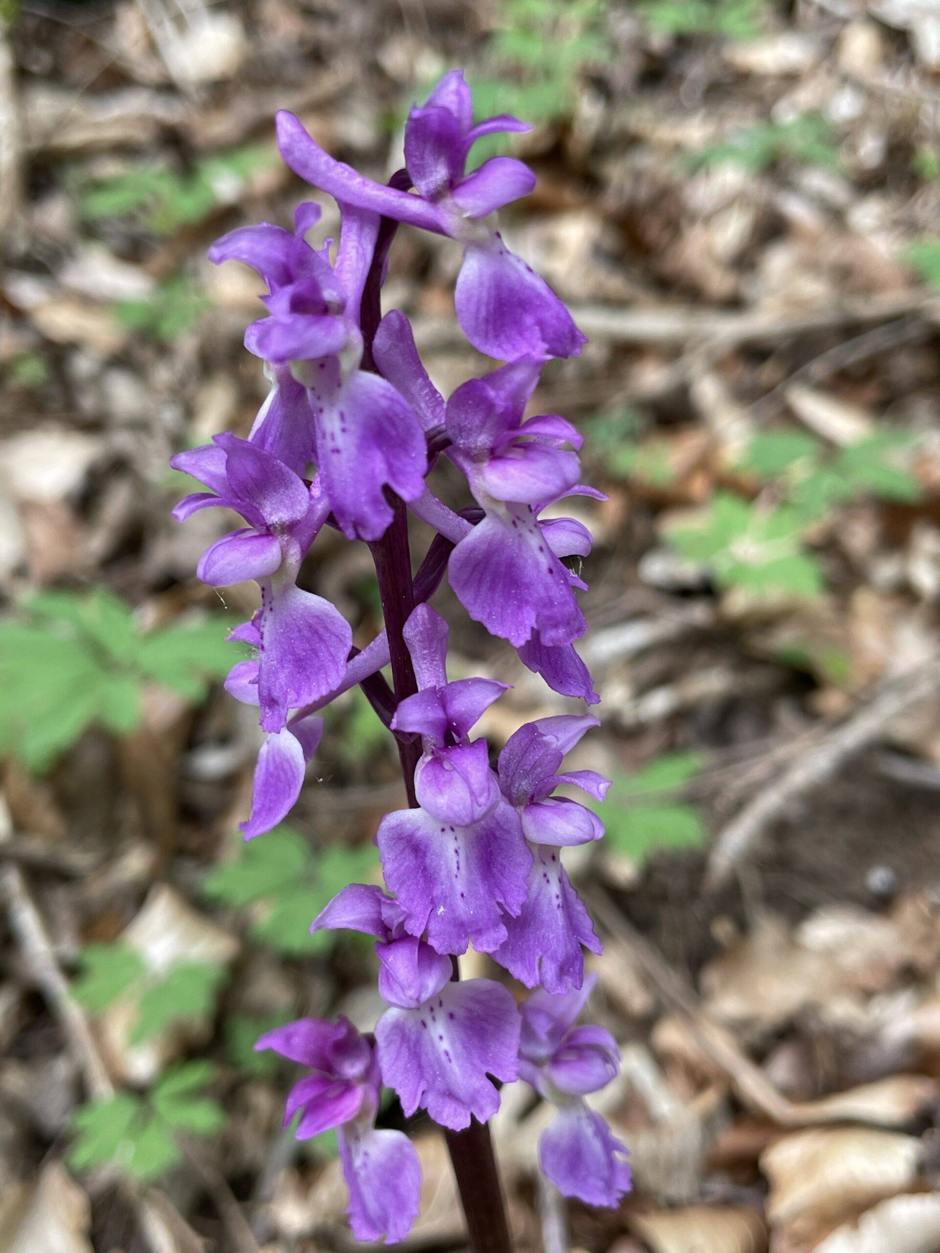 LIBRE FORÊT Fleur