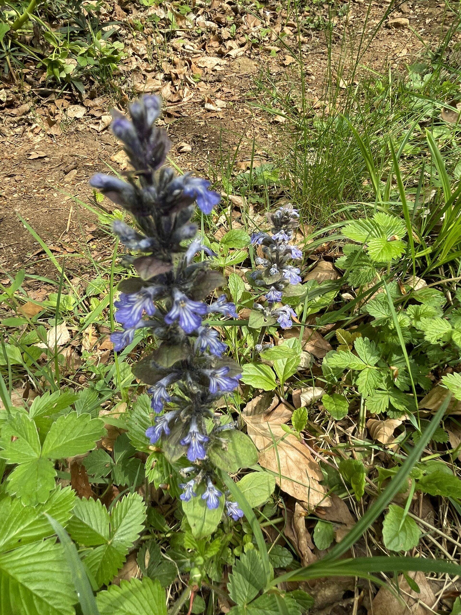 LIBRE FORÊT Fleur