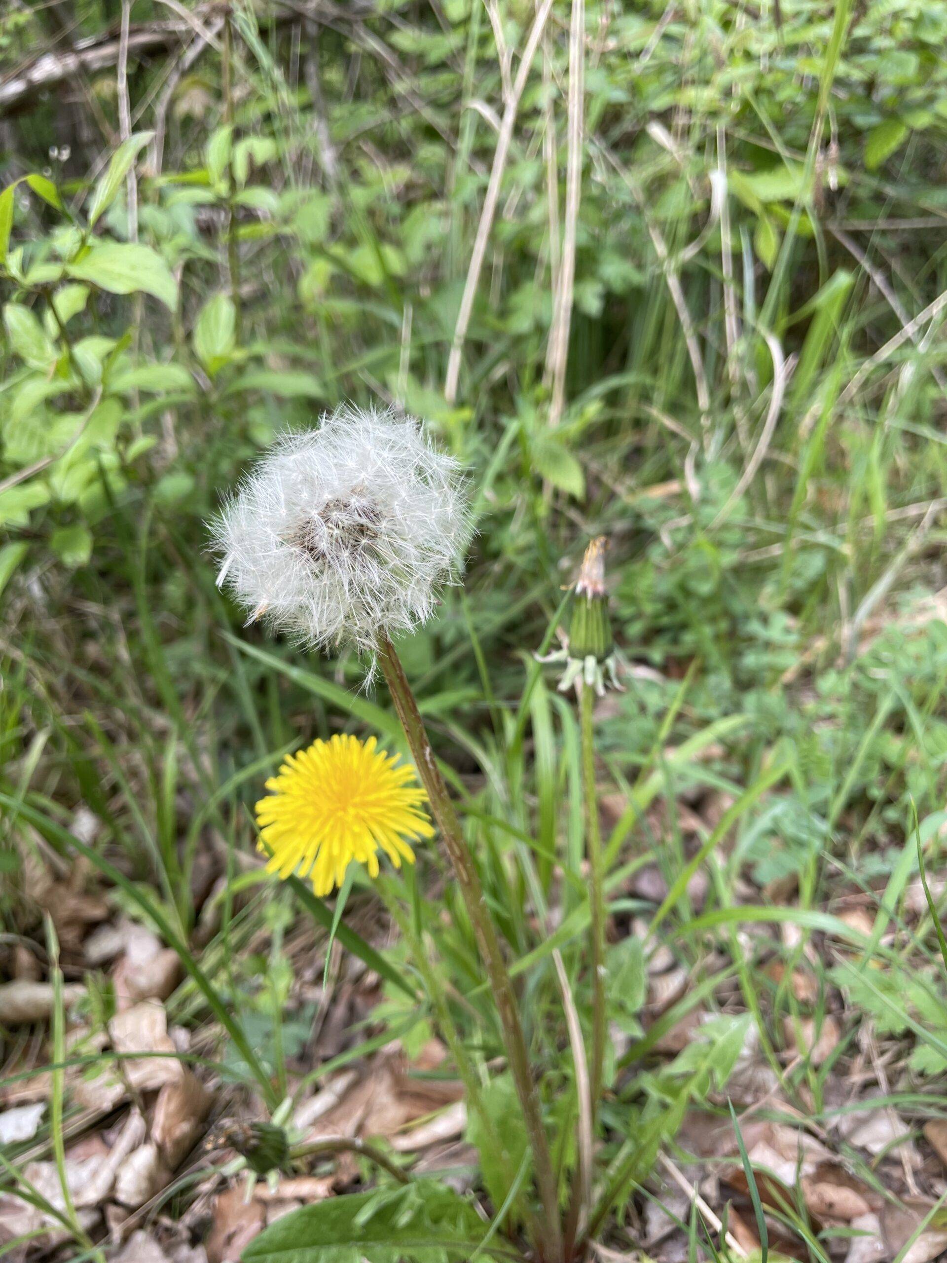 LIBRE FORÊT Fleur